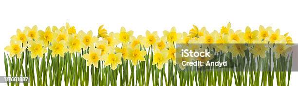 Daffodils - ラッパズイセンのストックフォトや画像を多数ご用意 - ラッパズイセン, まぶしい, カラー画像