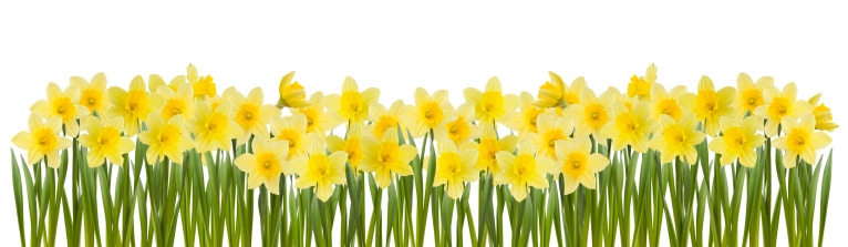 A Host, of Golden Daffodils. Isolated on white. Image capture Canon 5Dmk2