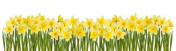 Series of yellow daffodils in white background stock photo