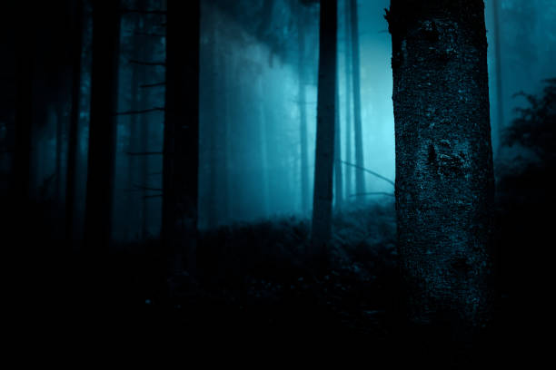 istock Fairytale landscape. Mysterious light in the night among tree trunks at the night spooky forest. 1176818971