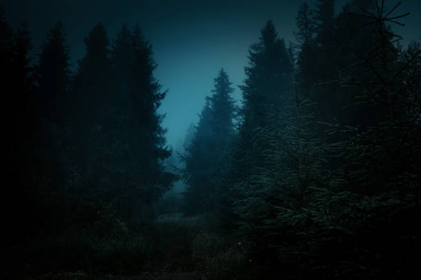 istock Fairytale landscape. Mysterious light in the night among tree trunks at the night spooky forest. 1176818981