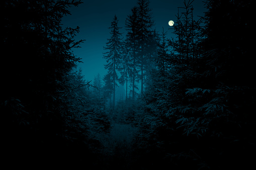 Full moon through the spruce trees in magic mystery night forest. Halloween backdrop.