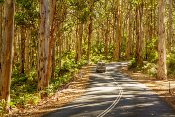 istock Campervan on road through Australian forest 1176819543