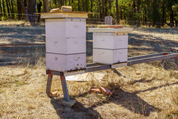 Beehives in Australian countryside
