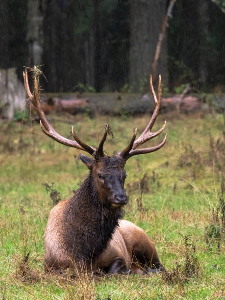 istock Elk Bull lying with Grass on Antlers Pacific Northwest 1176821304