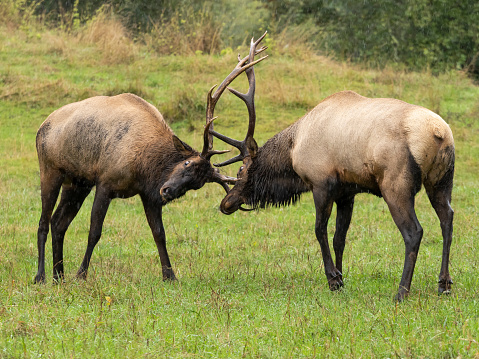 Two Bull elk sparring during the rut. Antlers Locked together. On a rainy day in a green grass meadow. Pacific Northwest, USA
Creative Brief - Nature and Wildlife. iStock Creative Image  ID: 775225390