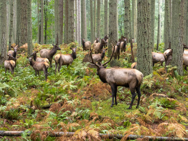 Elk Bull with Cow Harem Forest Trees Ferns Pacific Northwest stock photo