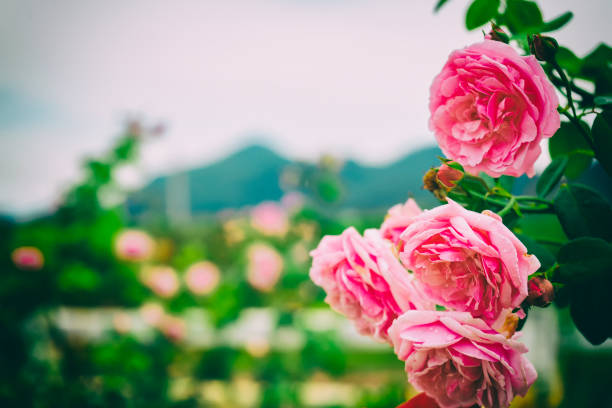 Pink rose garden rose in soft focus