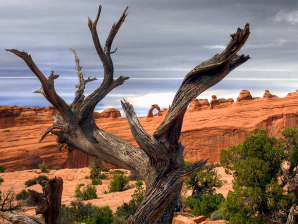 A somewhat different view of Utah's famous Delcate Arch, in Arches National Park near Moab, Utah. Utah's famous Delicate Arch framed by a gnarled old juniper tree. juniper tree juniperus osteosperma stock pictures, royalty-free photos & images