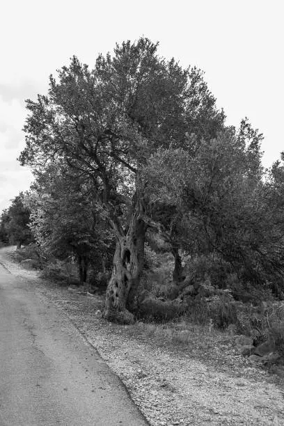 olive trees in black and white near Lun on the island of Pag on the Dalamitan coast in croatia