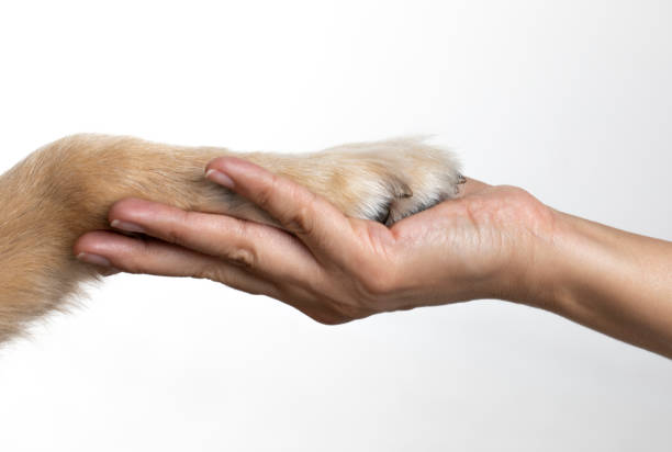 Woman Holding Dog Paw Dog paw and woman’s hand on white background. animal hand stock pictures, royalty-free photos & images