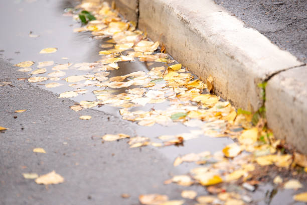 istock Yellow leaves on asphalt in autumn 1176823328