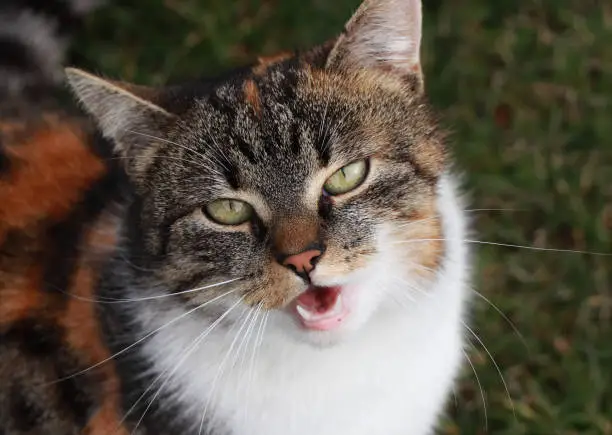 Photo of Hey bro where is my dinner. So angry and cruel domesticated cat when she has not food in her bowl. Annoyed female in photo. Needs attention. Needs snack. Meowing