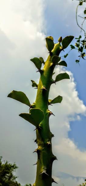 istock Green Thorny vegetation 1176824584