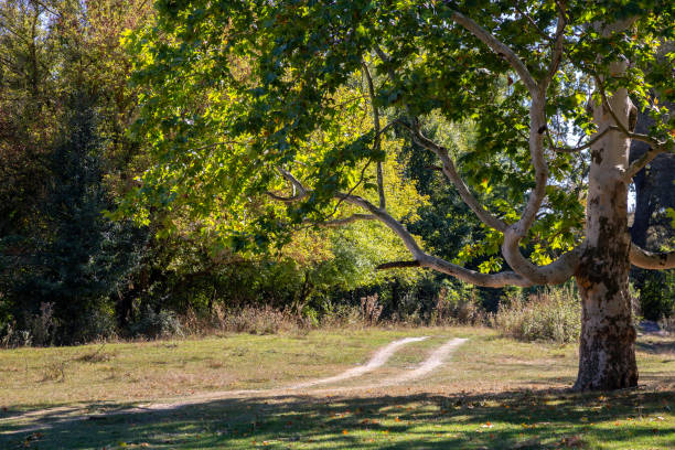 istock Lonely tree and road in the autumn garden. 1176825466