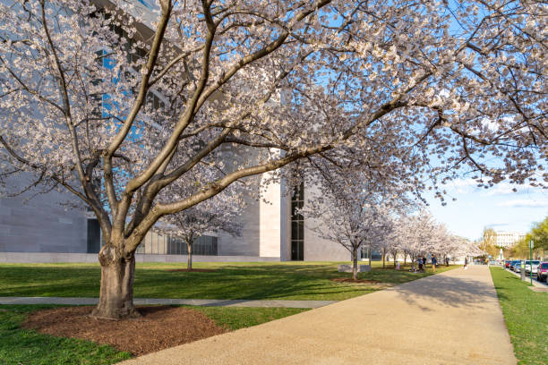 la plaza de la galería nacional de arte durante el festival nacional de la flor de cerezo en washington dc, ee.uu. - us national gallery of art fotografías e imágenes de stock