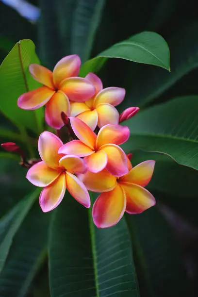 Plumeria flowers are blooming in the garden