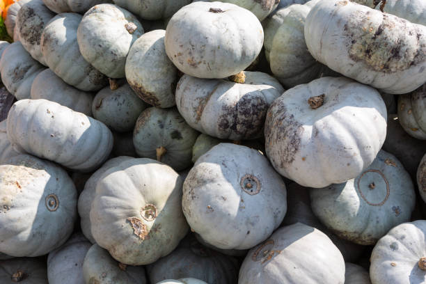istock Full frame image of crown prince pumpkins 1176826715