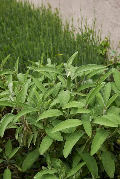 fresh leaves of Salvia officinalis herb