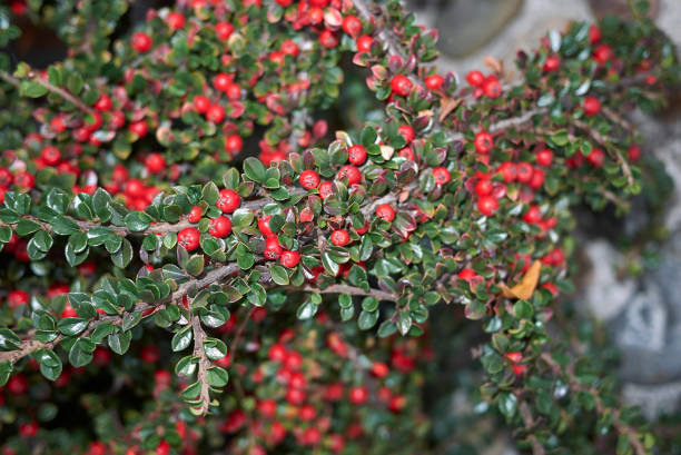Cotoneaster horizontalis Cotoneaster horizontalis branch with red berries cotoneaster horizontalis stock pictures, royalty-free photos & images