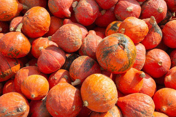 istock Full frame image of hokkaido pumpkins 1176827145