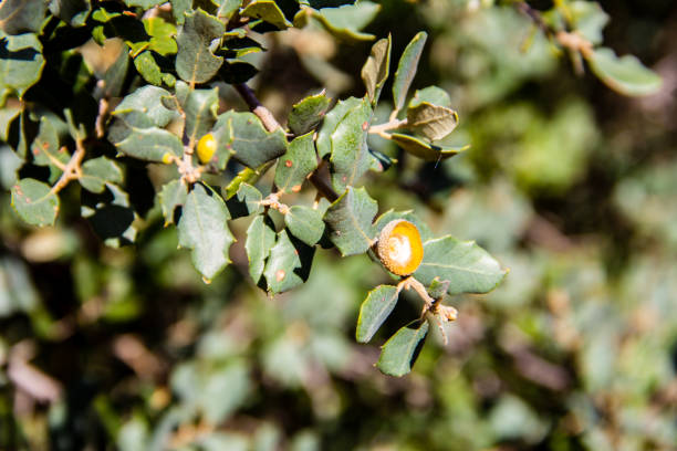 closeup of branch of an holm oak with an acorn cap