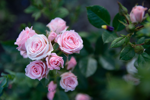 Blooming beautiful bunch of pink roses in summer garden