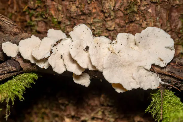 close up view of some white mushrooms on a piece of dead wood