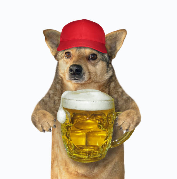 istock Dog in red cap holds mug of beer 1176832011