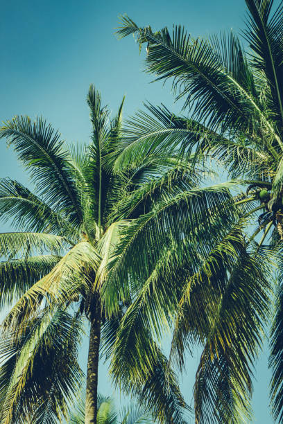 istock Coconut palm tree foliage under sky. Vintage background. Retro toned poster. 1176833808