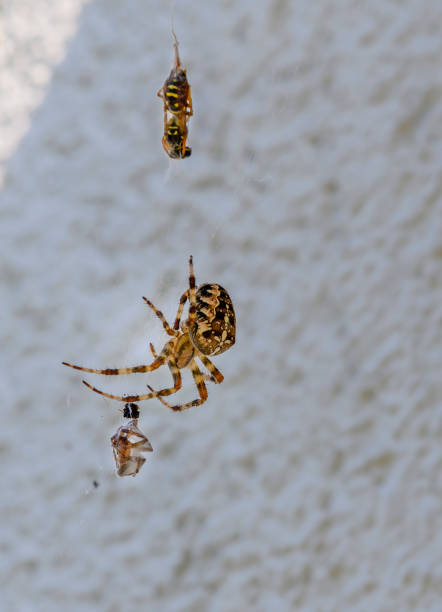 istock After the fight between two spiders the smaller has lost and is spun. 1176834050