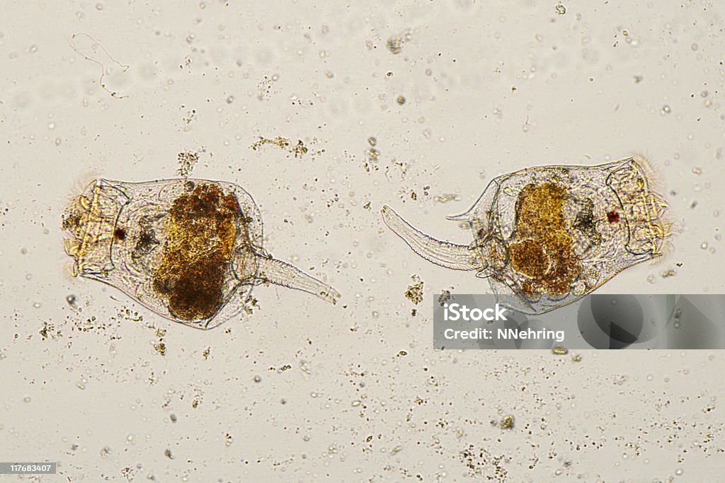 顕微鏡の画像 Rotifers ます。 - 輪形動物のロイヤリティフリーストックフォト