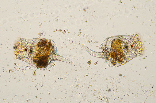 Photomicrograph of two rotifers. Rapidly rotating cilia at top of heads, internal organs visible. Live specimen. Wet mount, 10X objective, transmitted brightfield illumination.