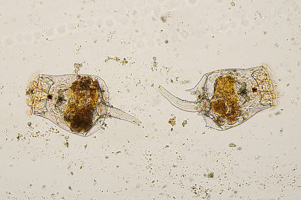 Microscopic image of Rotifers. Photomicrograph of two rotifers. Rapidly rotating cilia at top of heads, internal organs visible. Live specimen. Wet mount, 10X objective, transmitted brightfield illumination. rotifera stock pictures, royalty-free photos & images