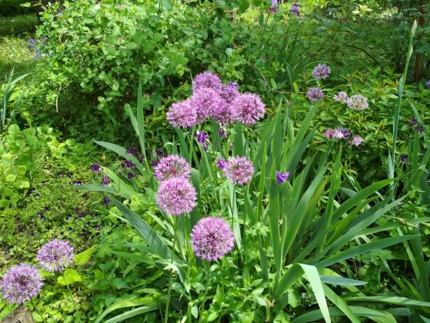 istock Beauty circular purple flowers and grass 1176834286