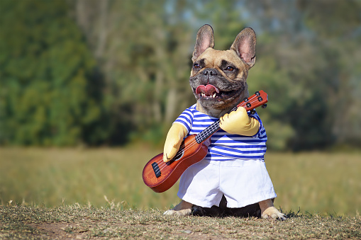 Lindo feliz francés Bulldog perro vestido como músico usando un traje divertido con camisa a rayas y brazos falsos sosteniendo una guitarra photo