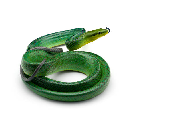 istock The red-tailed green ratsnake isolated on white background 1176835405