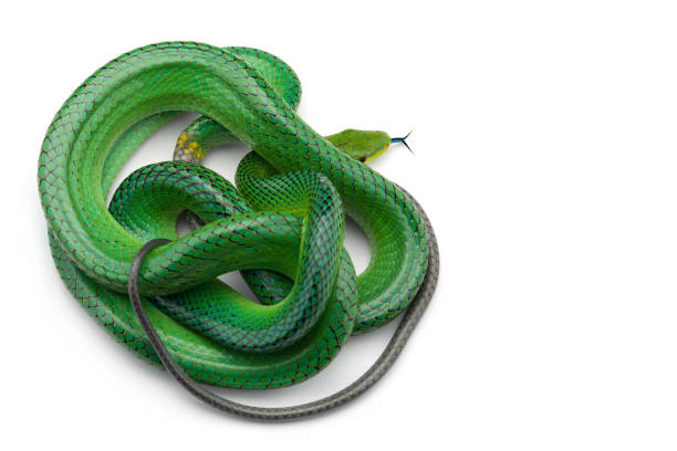 istock The red-tailed green ratsnake isolated on white background 1176835419