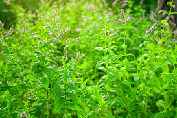 wild mint on natural background wild mint natural background in summer, selective focus rasfokus mentha pulegium stock pictures, royalty-free photos & images