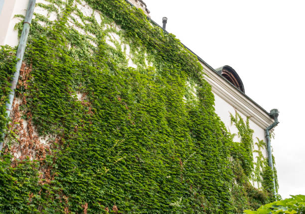 close up of a wall covered with a green ivy