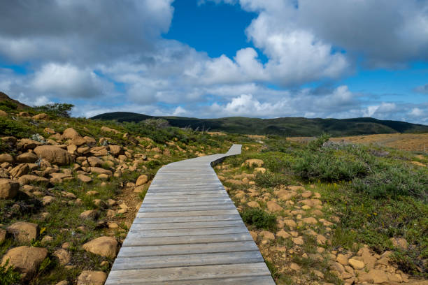 istock A Boardwalk in Tablelands of Newfoundland with Dramatic Cloudscape 1176839321