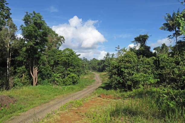 istock view along dirt road in rainforest 1176839375