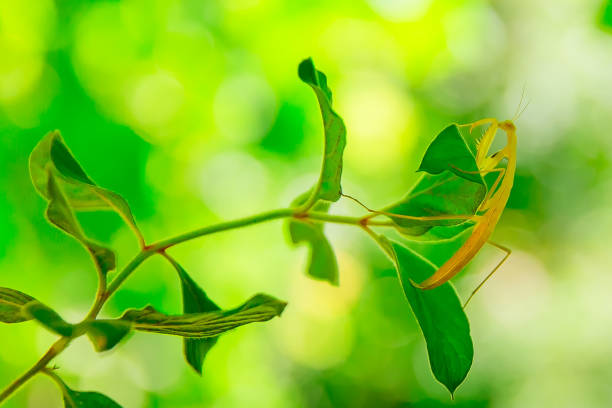 Mantis close - up on a green background. Insect Bogomol.