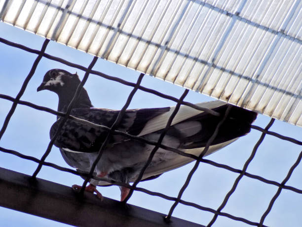 le pigeon se tient sur le dessus de la cage - bird netting cage birdcage photos et images de collection