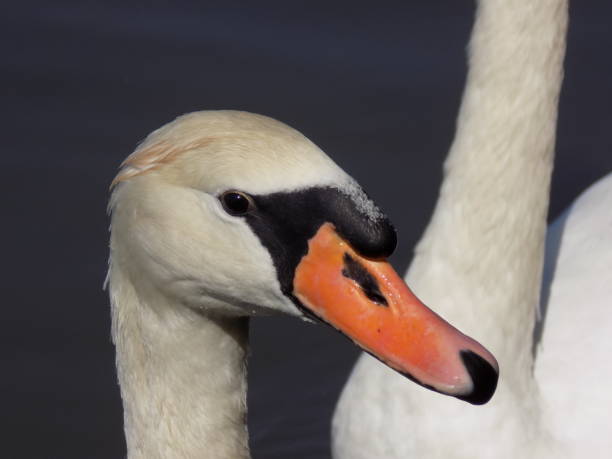 istock Portrait of beautiful white swan 1176840328