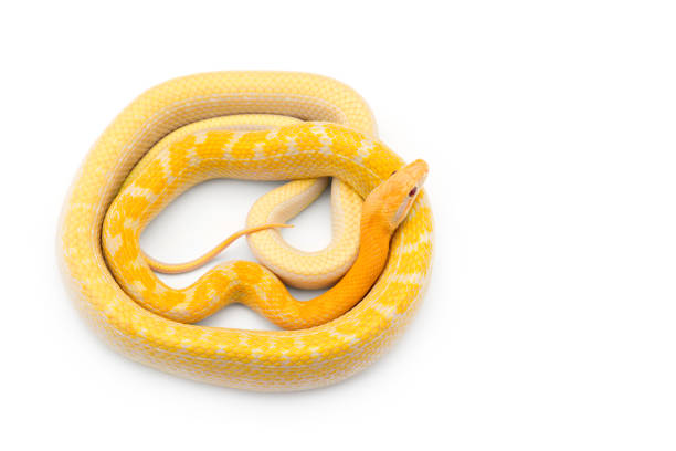 istock Beauty rat Snake albino isolated on white background 1176840421