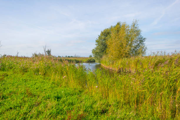 istock Reed along the edge of a lake below a cloudy sky in sunlight at fall 1176840698