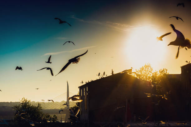 istock Silhouette of flying birds and bridge in distant 1176842539