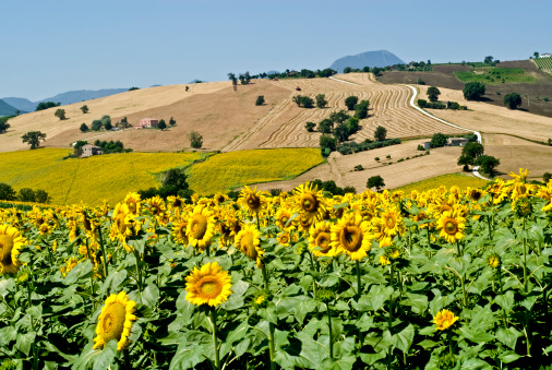 Jesi - Cingoli (Ancona, Marche, Italy) - Rolling landscape with sunflowers, wheat fields and a winding country road in a bright summer morning, under a blue clear sky.