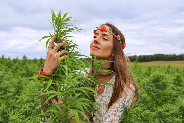 young boho woman examining cannabis plant in field - examining medicine healthcare and medicine beauty in nature imagens e fotografias de stock